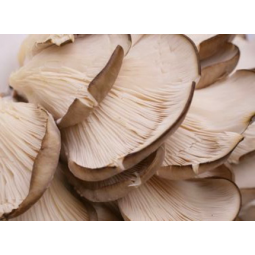 setas cultivo granel