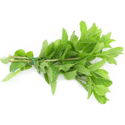 manojo fresco de hierbabuena